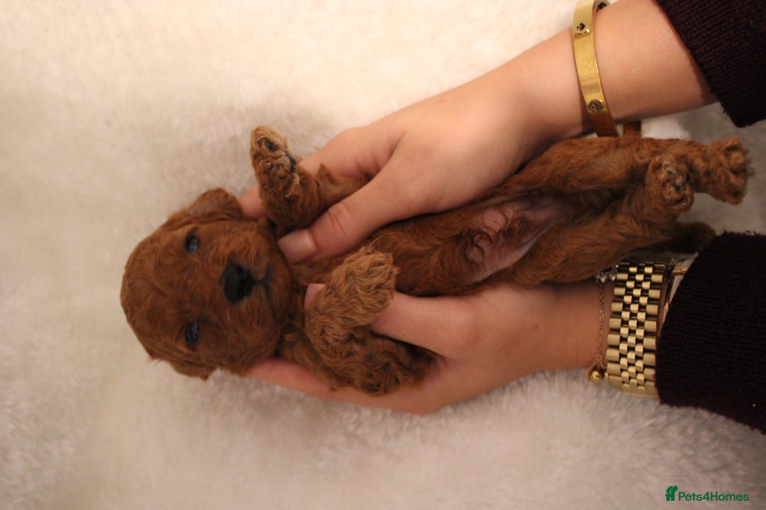 Cavapoo dogs for sale: Fox RED Cavapoo Puppies - Image 10