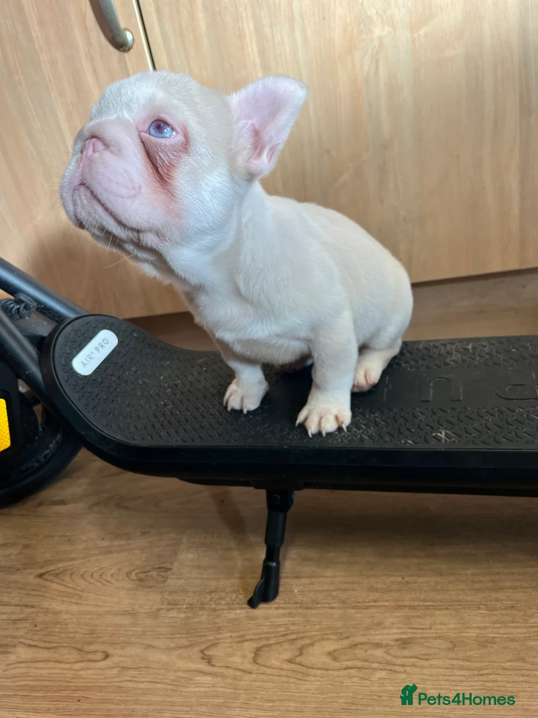 French Bulldog dogs for sale: French bulldog full pink, blue tan pink carrier  - Advert 24