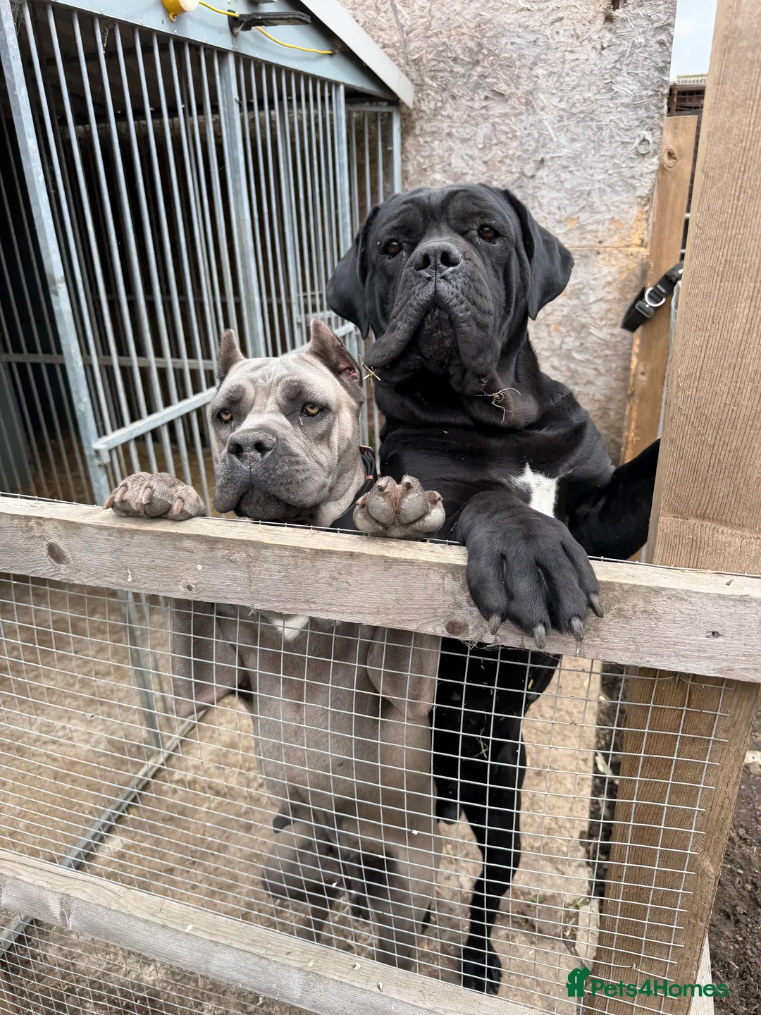 Cane Corso dogs for sale: Beautiful blue cane corso female - Advert 2