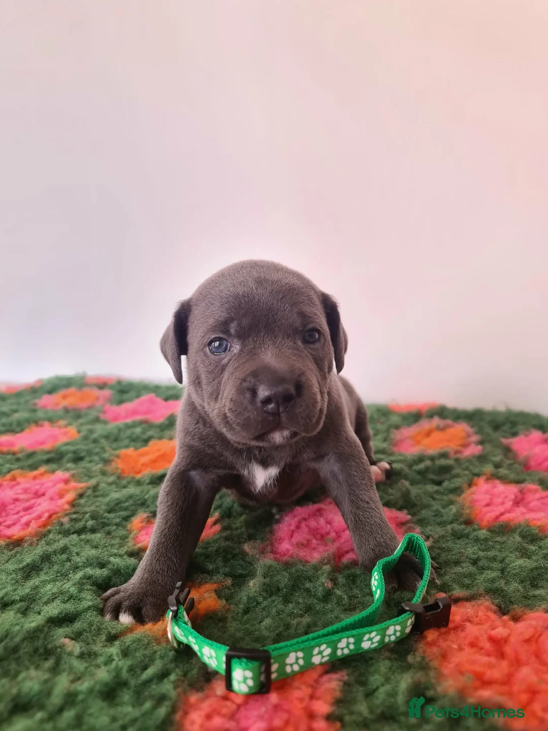 Staffordshire Bull Terrier dogs for sale: Champion Bloodline KC Staffy Puppies - Advert 11