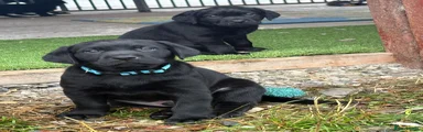 Labrador Retriever 1