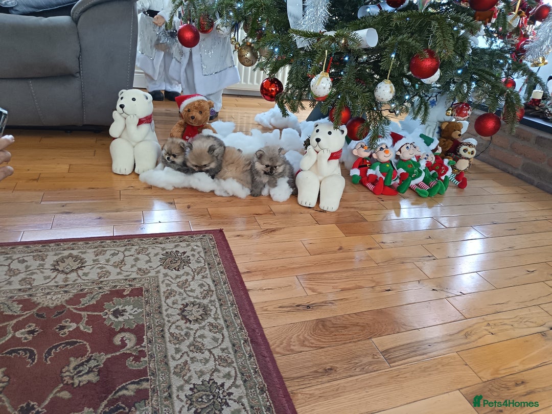 Pomeranian dogs for sale: 2 POMERANIAN PUPPIES FOR SALE - 1 girl and 1 boy - Advert 9