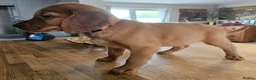 Mixed Breed dogs for sale: GOLDEN IRISH MALE - Advert 7