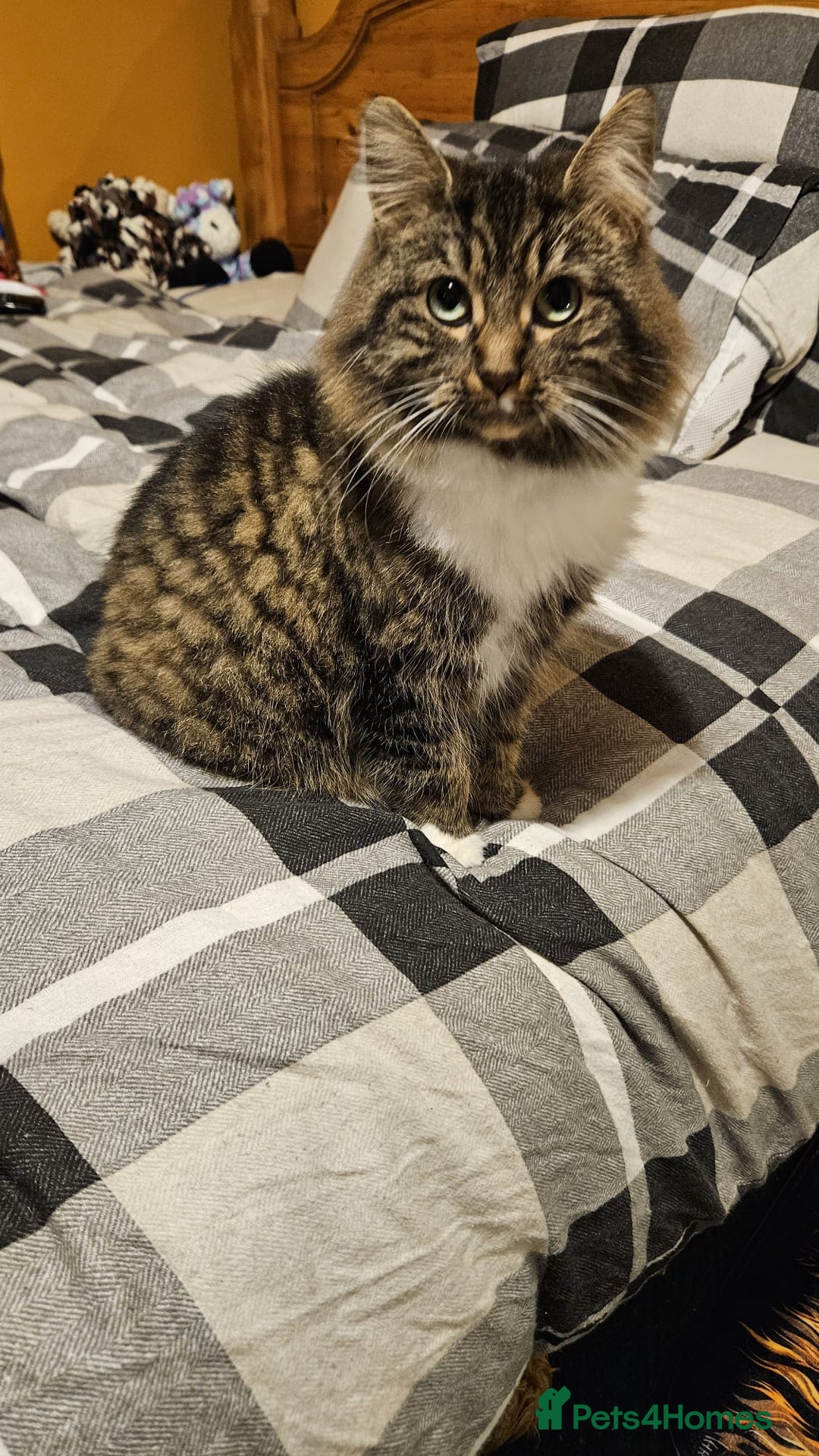 Norwegian Forest Cat cats for sale: For rehome norweigin forest cross ragdoll  - Advert 3