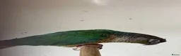 Mixed Breed birds for sale: Variety of rosellas & conure - Advert 4
