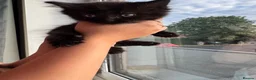 Mixed Breed cats for sale: Kittens for sale  - Advert 9