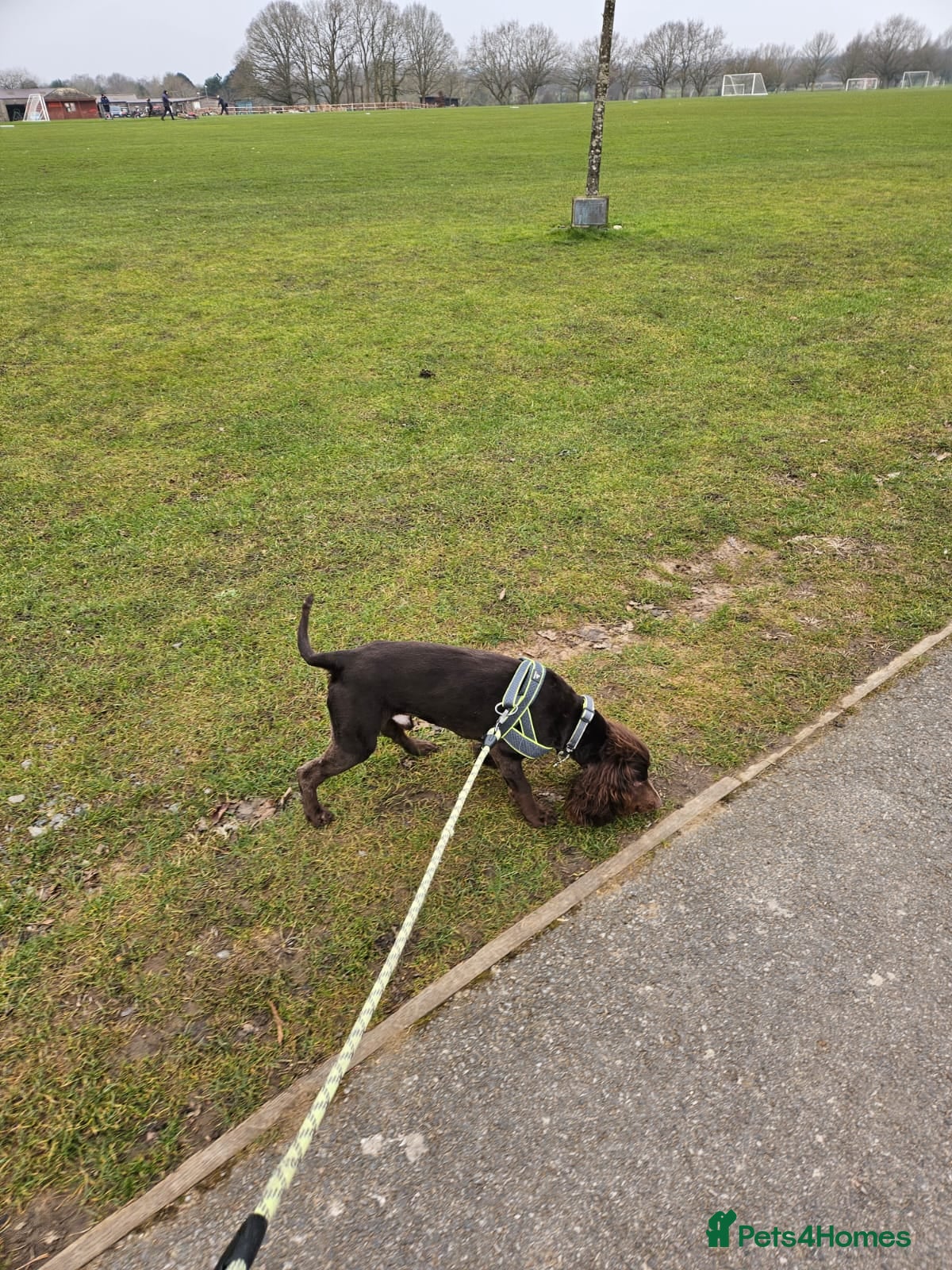 Cocker Spaniel dogs Forever home wanted for our spaniel  - Advert 1