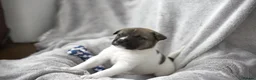Mixed Breed dogs for sale: F1 American Bulldog x American Akita Puppies in London - Advert 20