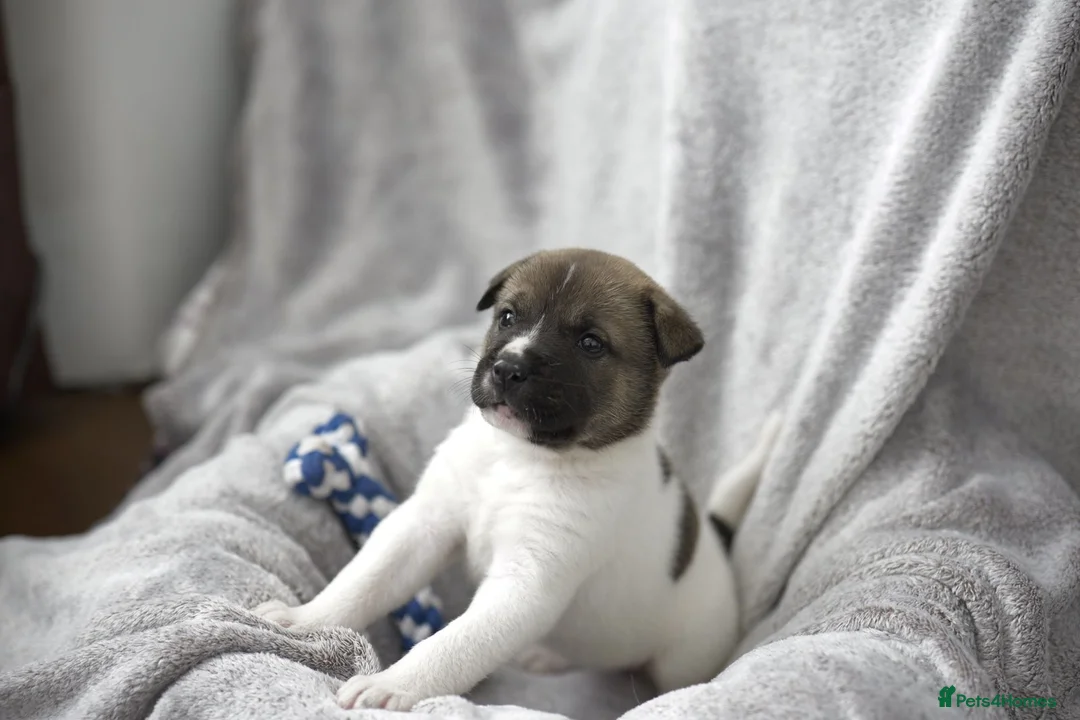 Mixed Breed dogs for sale: F1 American Bulldog x American Akita Puppies in London - Advert 20