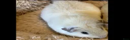 Guinea Pig rodents for sale: Lovely Adult White Male Teddy Guinea Pig - Advert 2