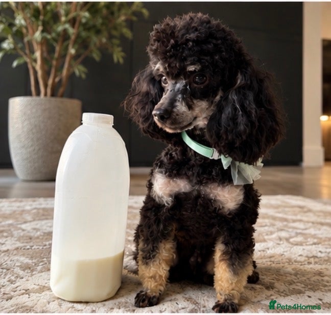 Toy Poodle dogs Fab opportunity toy poodle 1yr 5* phantom  - Advert 2