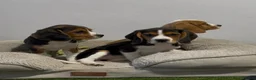 Beagle dogs for sale: Extensively DNA tested puppies.  - Advert 3