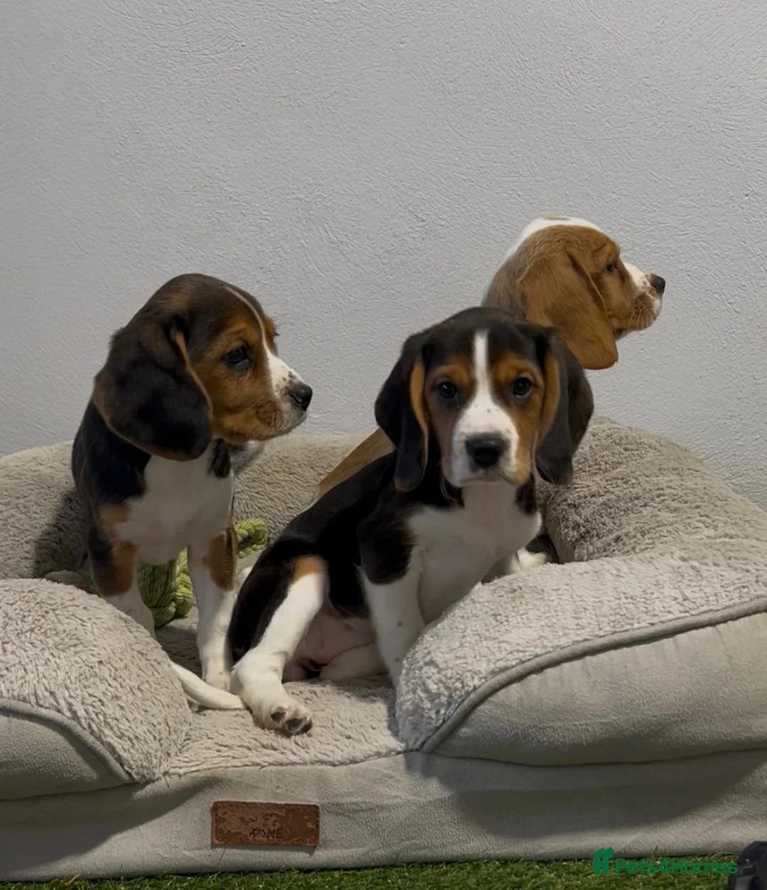 Beagle dogs for sale: Extensively DNA tested puppies.  - Advert 3