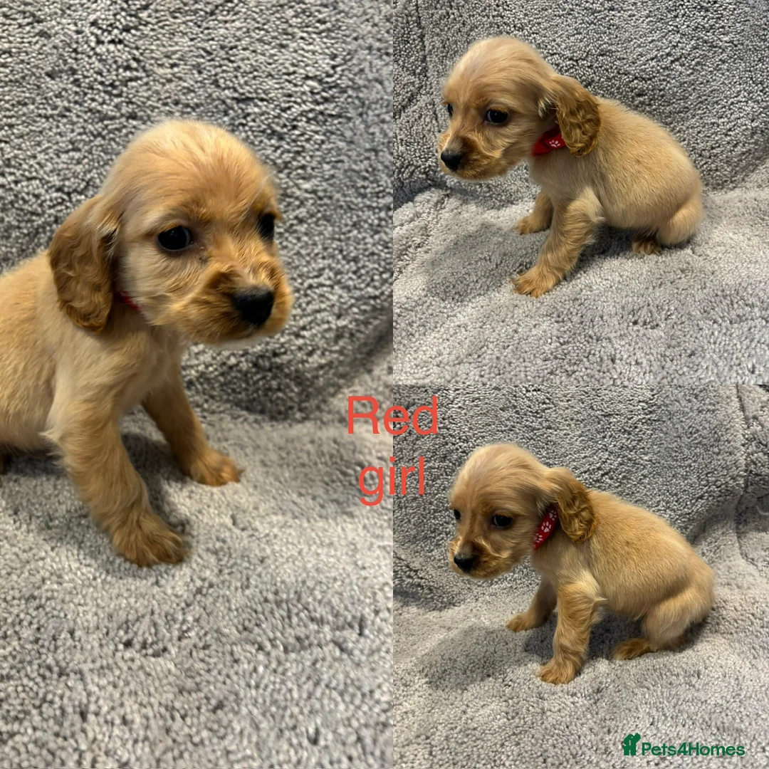 Cocker Spaniel dogs for sale: Beautiful show type cocker spaniel puppys - Advert 9