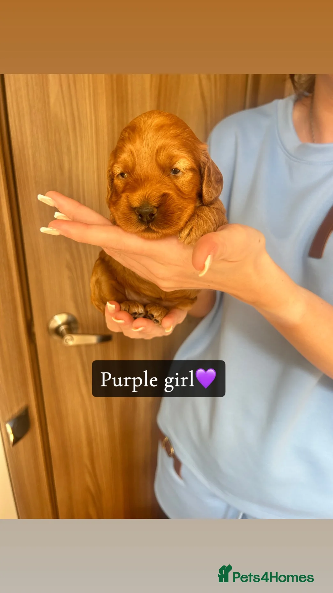 Cockapoo dogs for sale: F1 Fox Red Toy Cockapoo in Montrose - Advert 1