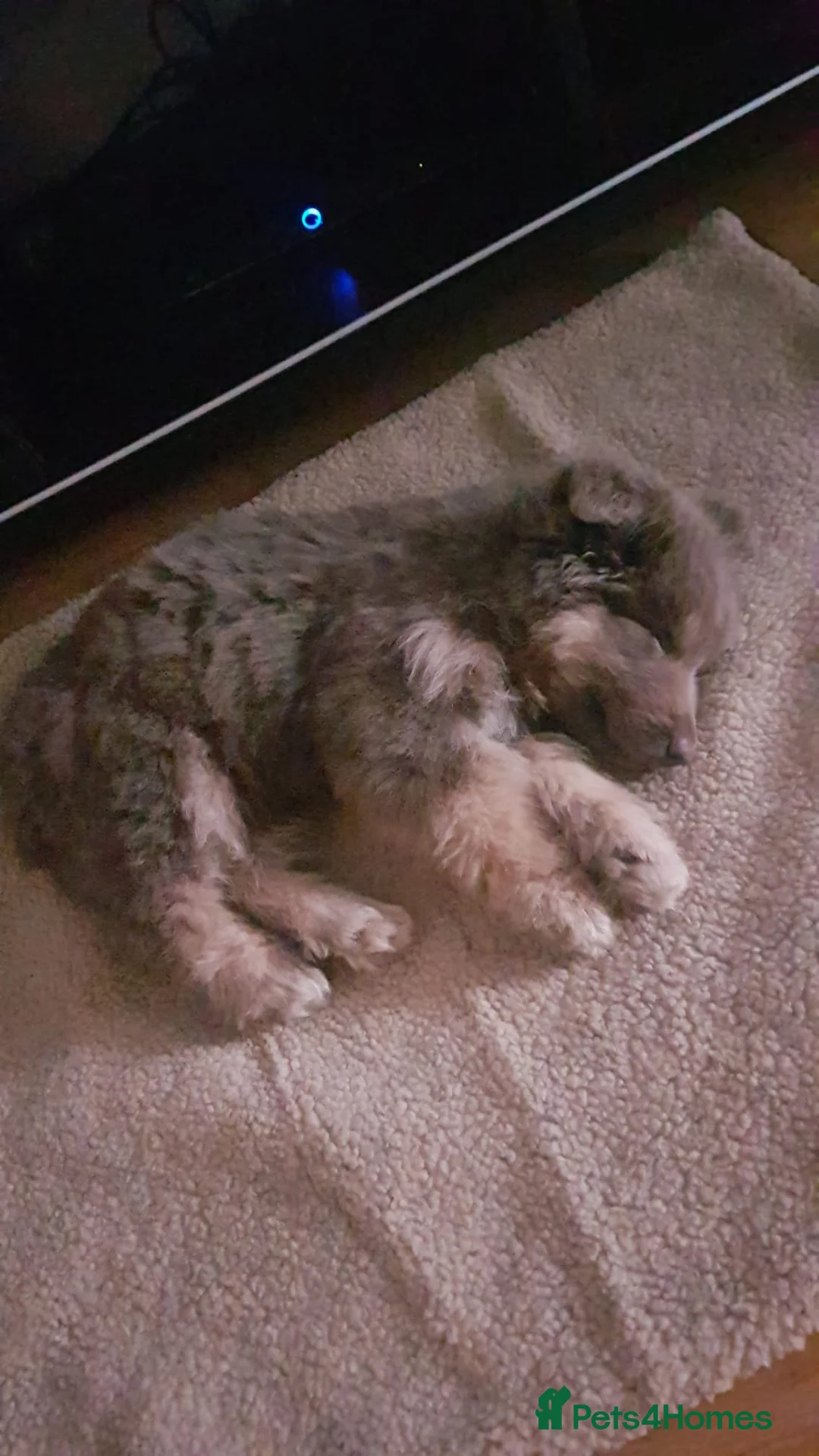 German Shepherd dogs for sale: Meet Sixty. Our Beautiful Isabella German Shepherd - Advert 4