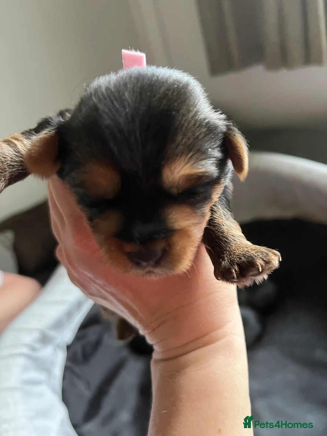 Yorkshire Terrier dogs for sale: Beautiful Yorkshire Terrier puppies - Advert 12