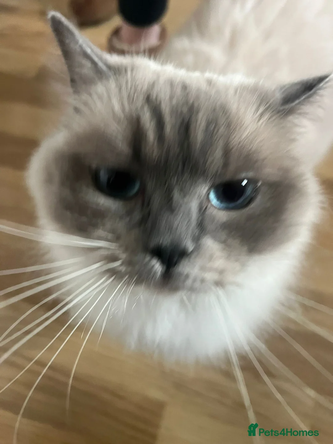 Ragdoll cats for sale: Beautiful Gentle 2-Year-Old Ragdoll  in London - Advert 5