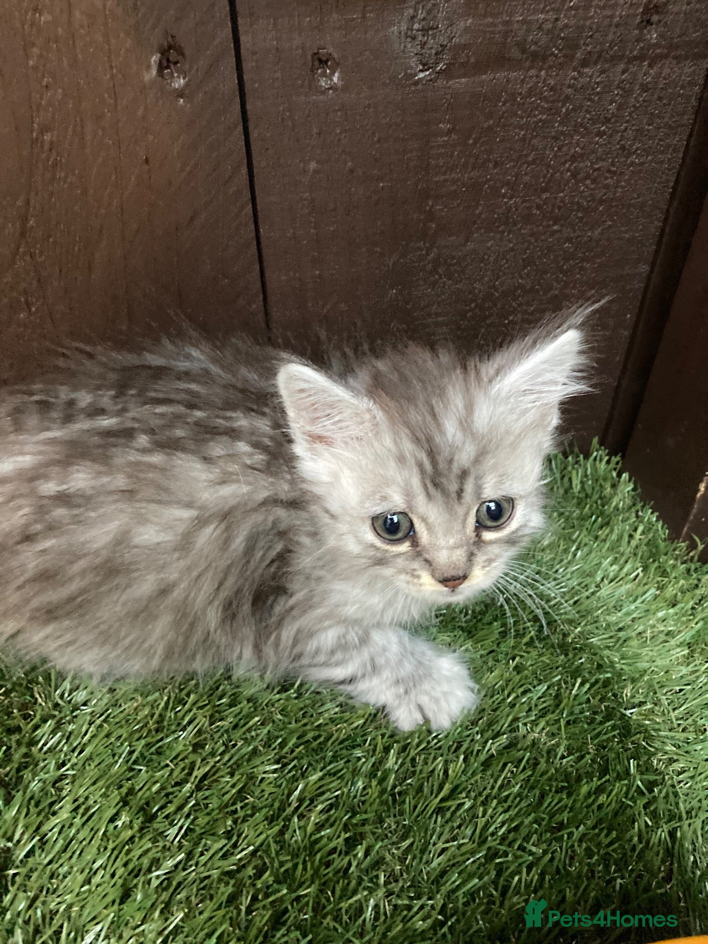 Maine Coon cats Reduced Peice Main Coon x Siberian Forest cat - Advert 1
