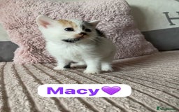Mixed Breed cats for sale: 7 Beautiful Kittens 🩷💙 - Image 18