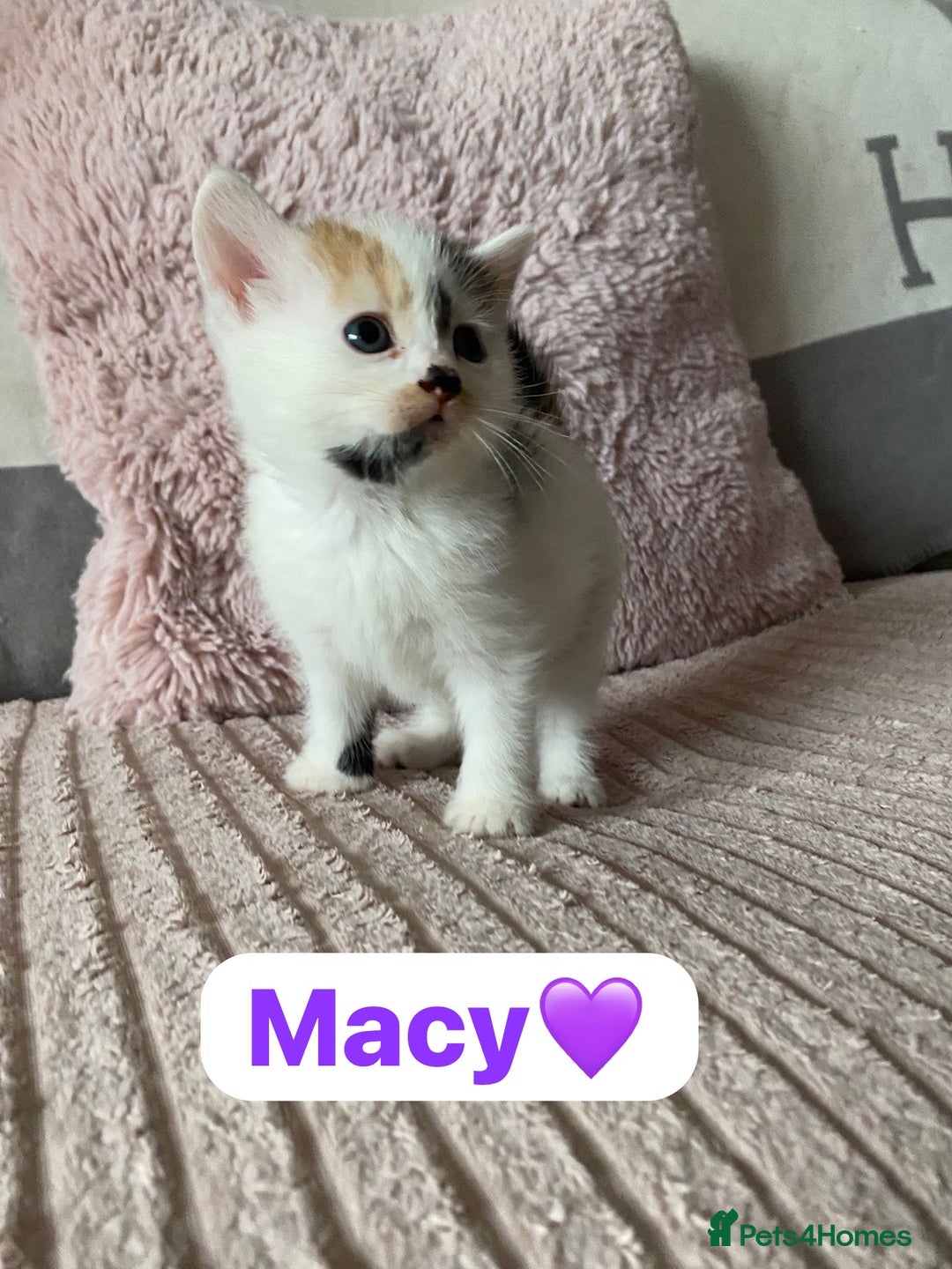 Mixed Breed cats for sale: 7 Beautiful Kittens 🩷💙 - Image 18