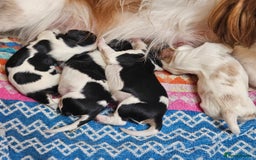 Cavalier King Charles Spaniel dogs for sale: KC REG CAVALIER KING CHARLES SPANIEL PUPPIES - Image 5