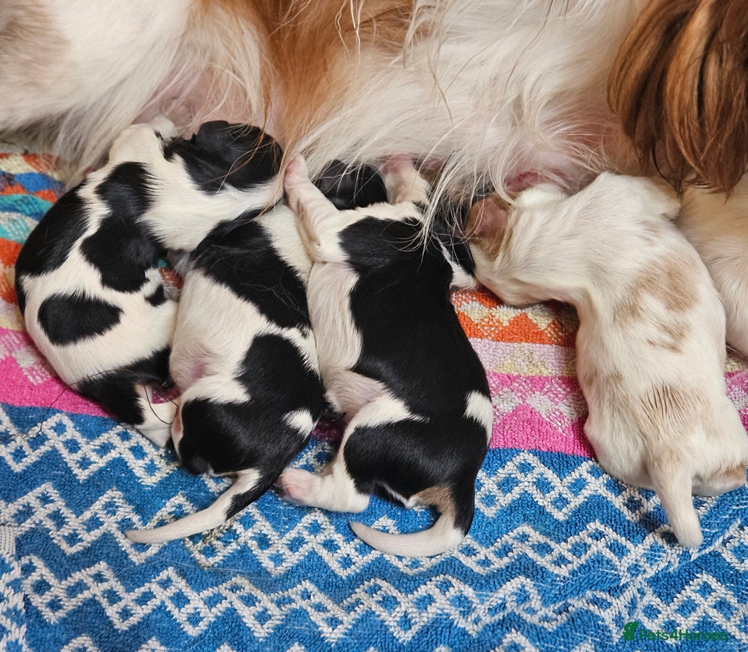 Cavalier King Charles Spaniel dogs for sale: KC REG CAVALIER KING CHARLES SPANIEL PUPPIES - Image 5