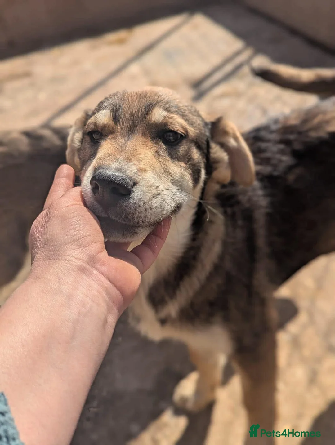 Mixed Breed dogs for adoption: Zima  in March - Advert 2