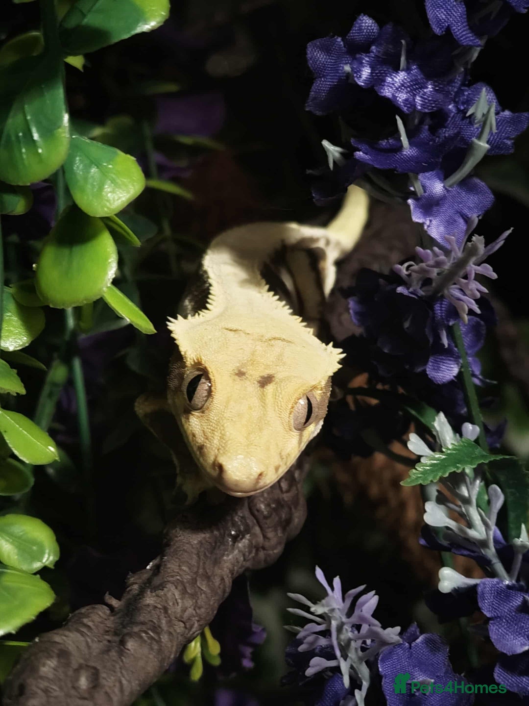 Gecko reptiles for sale: Male and female crested geckos  - Advert 4