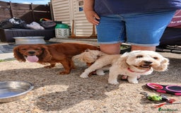 Cavachon dogs for sale: 1 lovely boy left - Image 5