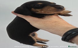 Miniature Dachshund dogs for sale: Shorthaired Minature Daschunds  - Image 11