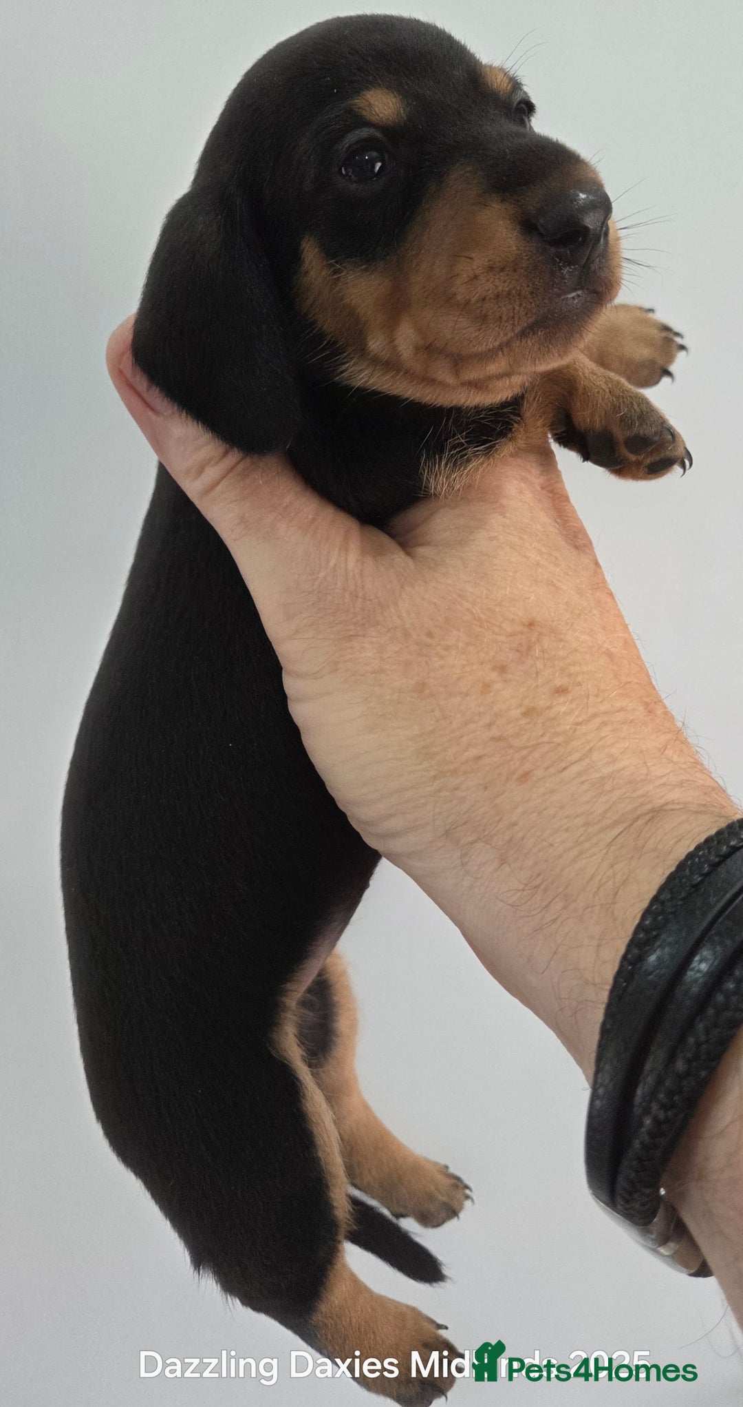 Miniature Dachshund dogs for sale: Shorthaired Minature Daschunds  - Image 11