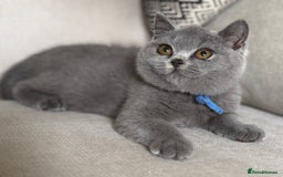 British Shorthair cats for sale: Beautiful kittens  - Image 32