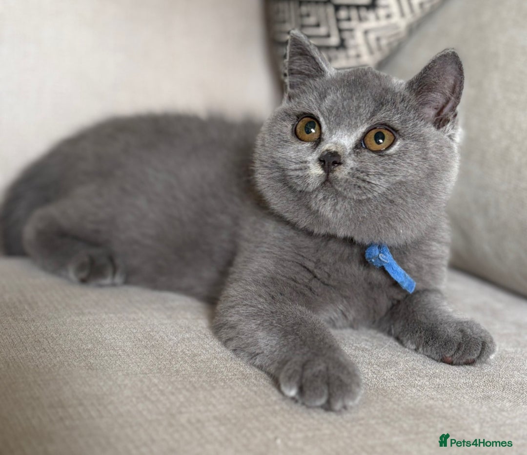 British Shorthair cats for sale: Beautiful kittens  - Image 32