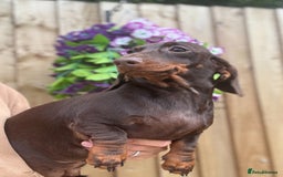 Miniature Dachshund dogs for sale: 🩷Stunning Chocolate & Tan Girls 🩷  in Stafford - Image 6