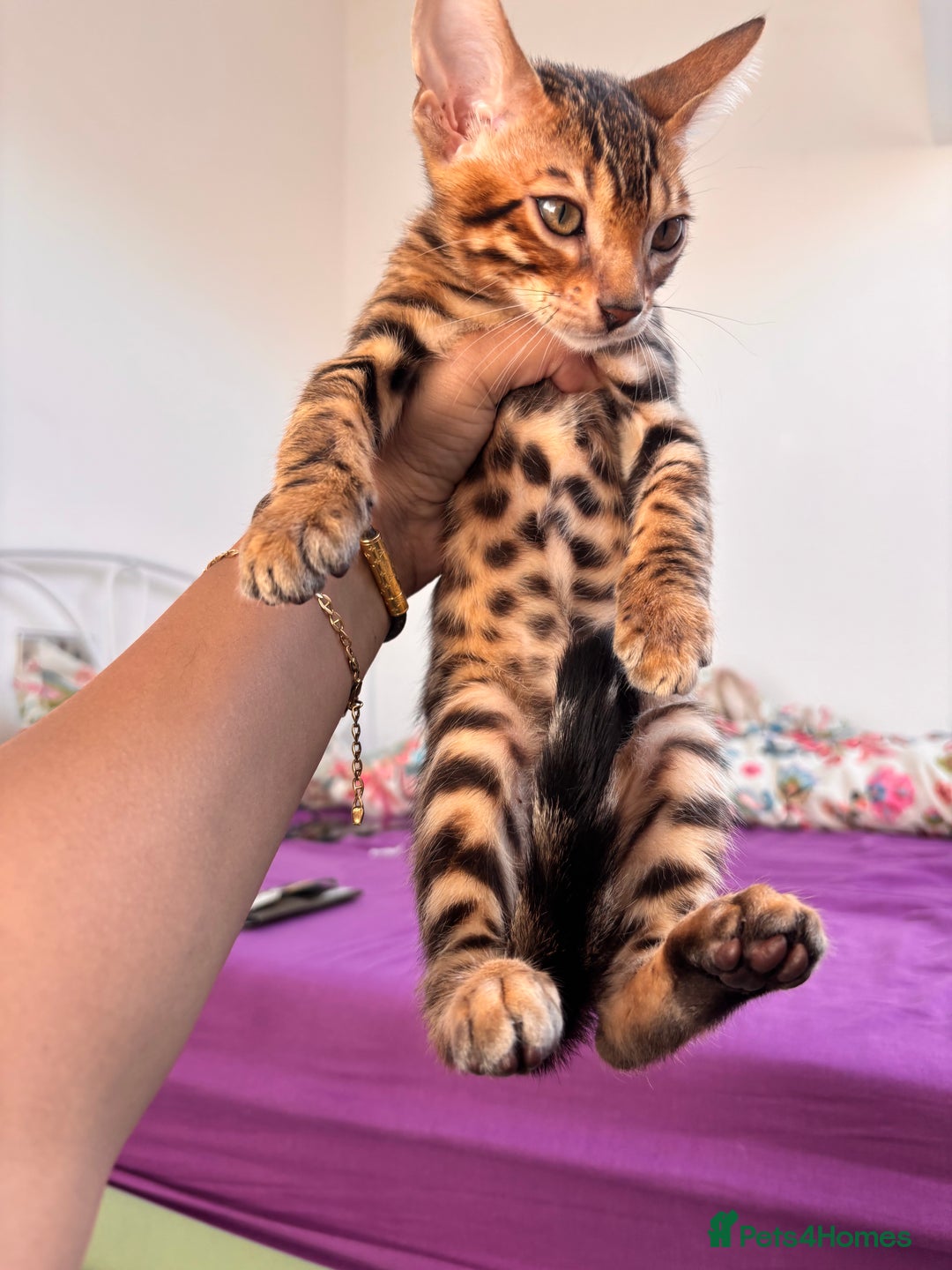 Bengal cats for sale: Bengals  - Image 11