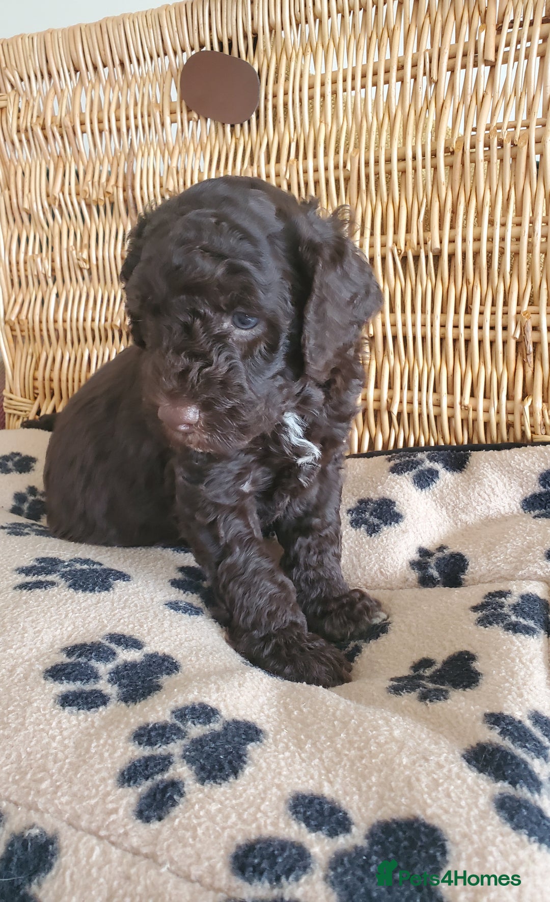Cockapoo dogs for sale: Two coloured stunning Cockapoos available - Image 1
