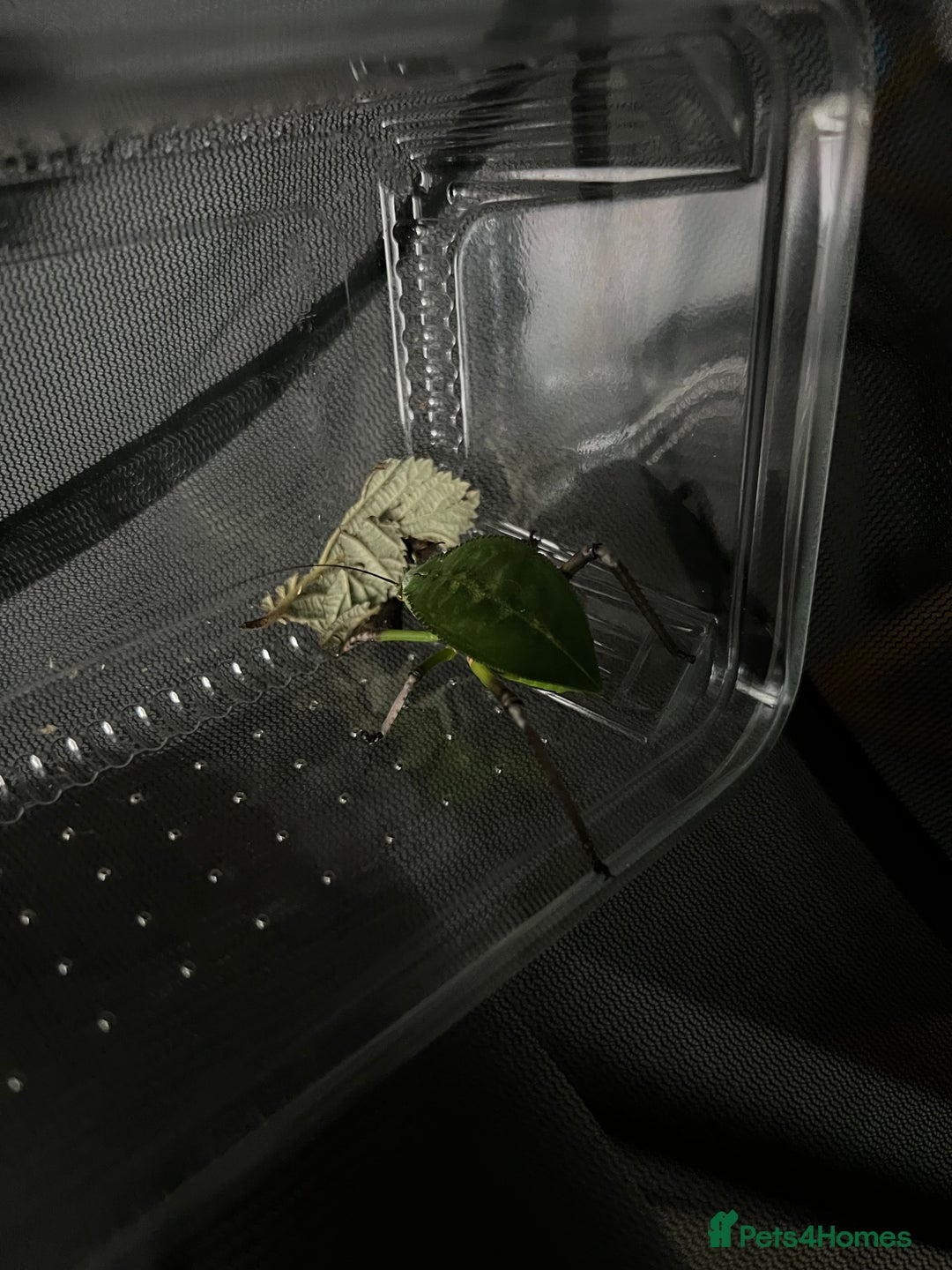 Stick Insects invertebrates for sale: Giant Hooded Katydid Nymphs - Advert 6