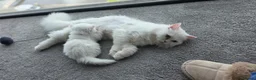 Persian cats for sale: adorable persian kittens in Hemel Hempstead - Advert 10