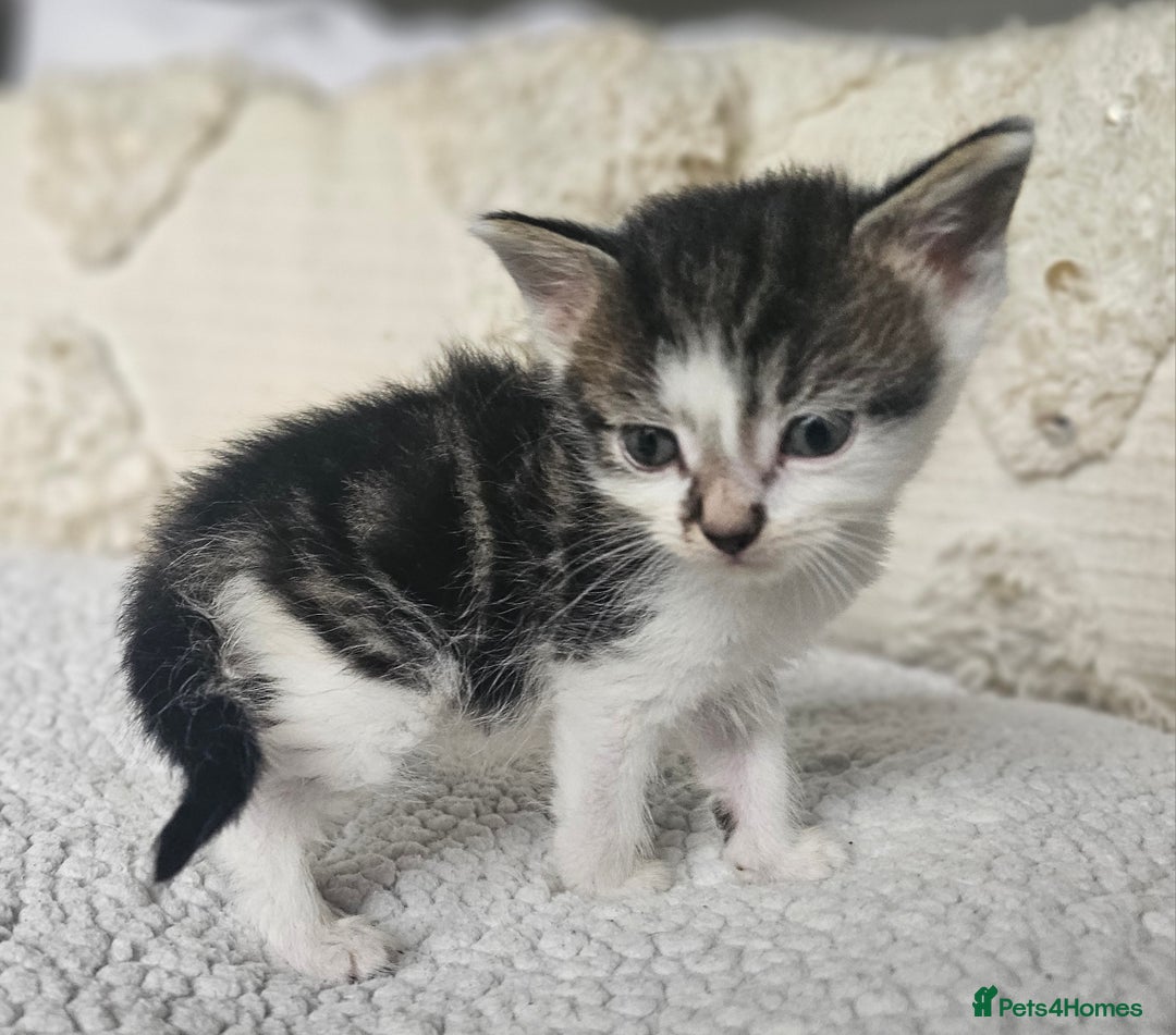 Persian cats for sale: PersianXTortoiseshell Crossbreed Kittens - Image 27