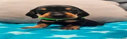 Miniature Dachshund dogs for sale: Beautiful KC Miniature Dachshund Puppies 🐾 - Advert 7