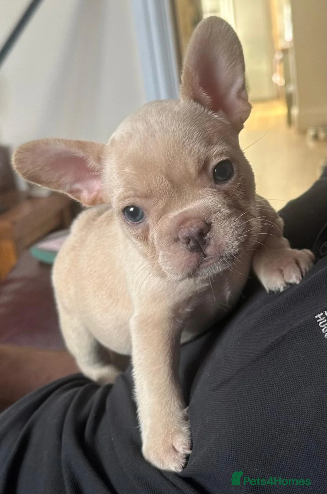 French Bulldog dogs for sale: Beautiful KC reg Cream Girl - Advert 1