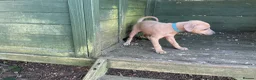 Italian Greyhound dogs for sale: Gorgeous Kc reg Italian greyhound  - Advert 27