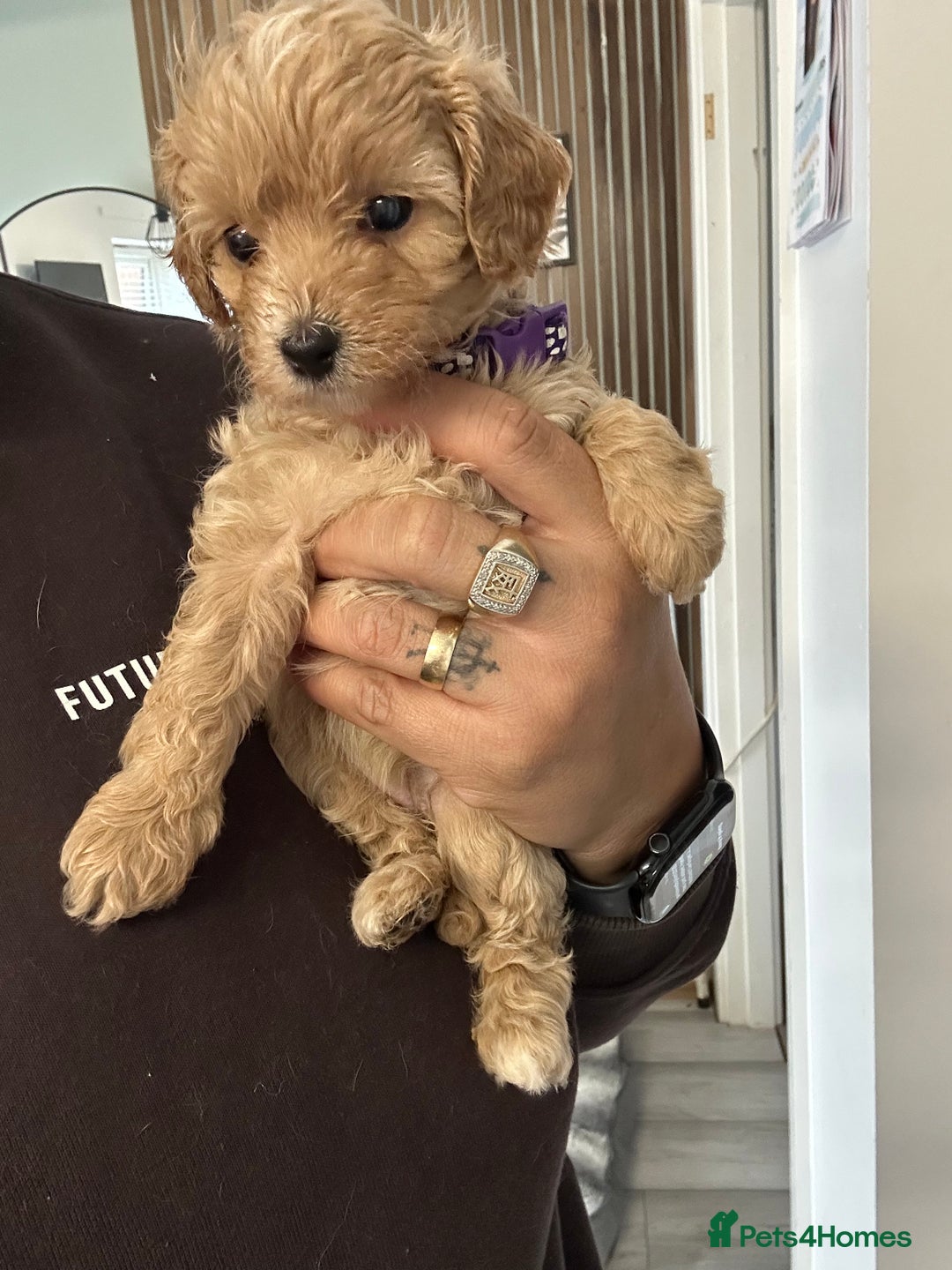 Cavapoo dogs for sale: Amazing quality litter of F1B Cavapoos  - Advert 15