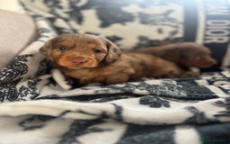 Miniature Dachshund dogs for sale: 3 Beautiful miniature longhair dachshund puppies - Image 30