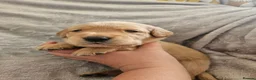 Labrador Retriever dogs for sale: Labrador Puppies in Coleford - Advert 10
