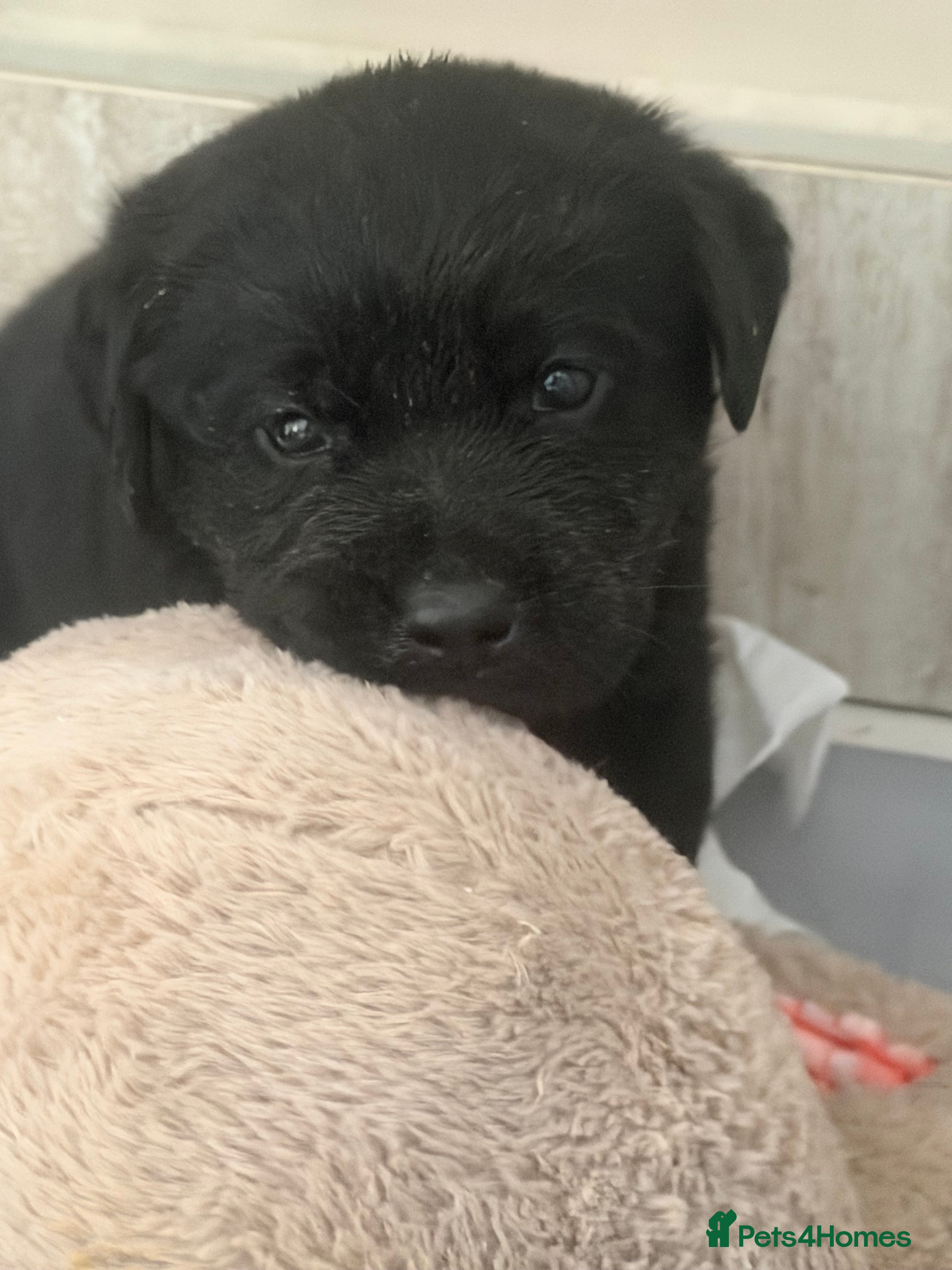 Labrador Retriever dogs KC registered black Labrador puppies. 🐾 🐾 🐾  - Advert 2