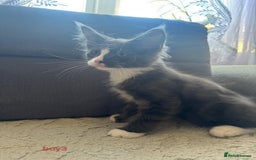 Maine Coon cats for sale: Gorgeous maine coon kittens  - Image 13
