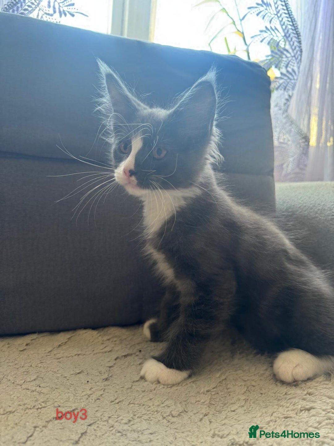 Maine Coon cats for sale: Gorgeous maine coon kittens  - Image 13