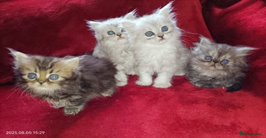 Persian cats - Advert 13